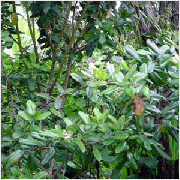 ��ǰ�̹���