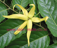 ��ǰ�̹���